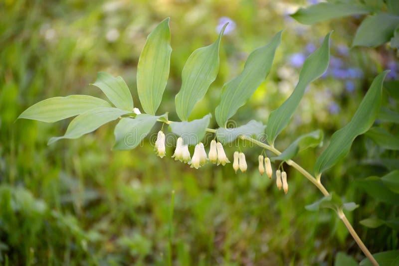 Tak van het tot bloei komen Europees-Aziatische Solomon multiflorum L van verbindingspolygonatum royalty-vrije stock afbeeldingen Tak van het tot bloei komen Europees-Aziatische Solomon multiflorum L van verbindingspolygonatum royalty-vrije stock afbeeldingen