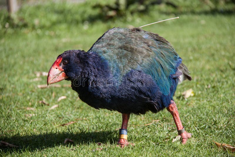 Takahe, pájaro nativo raro de Nueva Zelanda fotos de archivo Takahe, pájaro nativo raro de Nueva Zelanda fotos de archivo