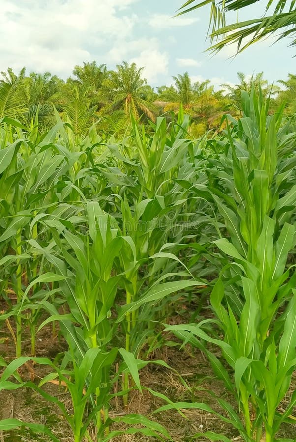 Take Advantage of Space by Planting Corn between Oil Palm Plants Stock