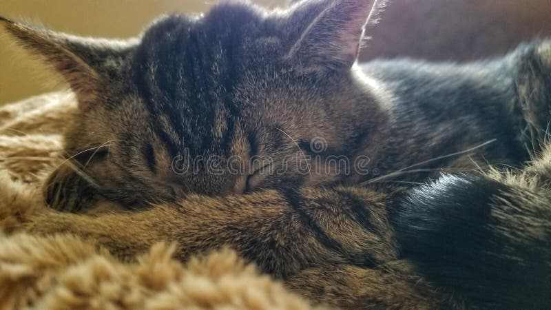 Take cat naps not catnip stock image. Image of sleeping ...