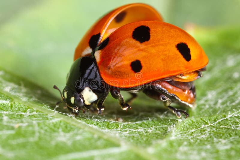 Little ladybug about to take flight from a green leaf. Little ladybug about to take flight from a green leaf