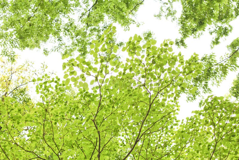 Fresh green, Japanese park in May royalty free stock image