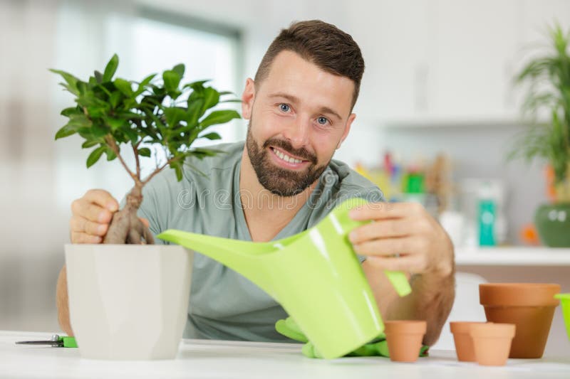 Takin care bonsai royalty free stock image