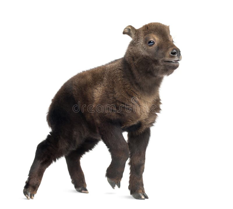 Takin Mishmi, taxicol taxicolor Budorcas стоковое изображение Takin Mishmi, taxicol taxicolor Budorcas стоковое изображение