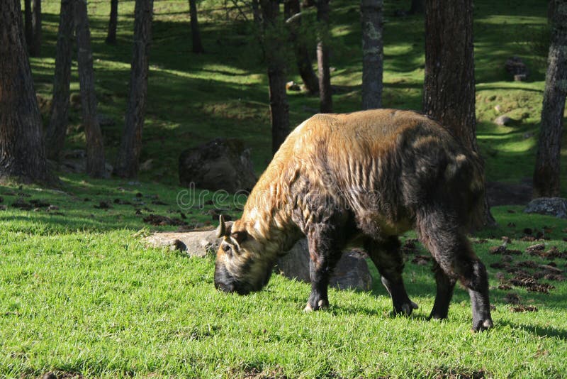 En más cercano (Bután).