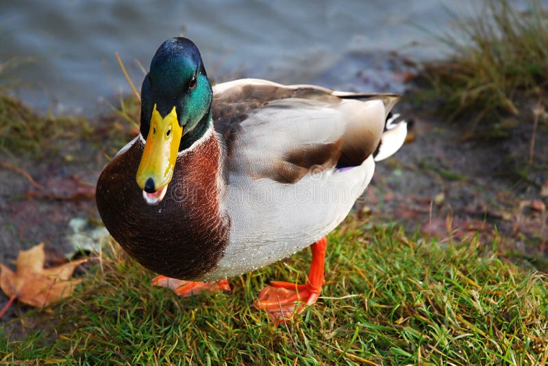 Closeup of mallard duck with open beak watching straight into your eyes. Male mallard duck beak open stock images, royalty-free photos and pictures