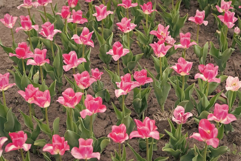 Taking Good Care of Plants. Holland during Spring. Colorful Field of