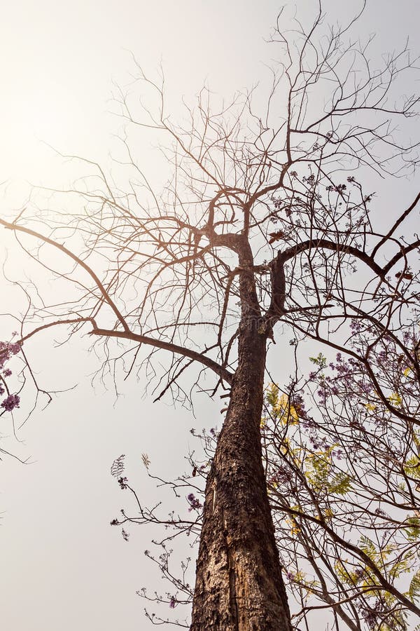 Takken in de herfst tegen hemel royalty-vrije stock afbeelding