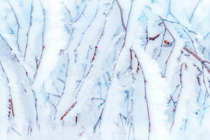 Takken van bomen in witte sneeuw en vorst op achtergrond van de winter de boskerstmis royalty-vrije stock fotografie Takken van bomen in witte sneeuw en vorst op achtergrond van de winter de boskerstmis royalty-vrije stock fotografie
