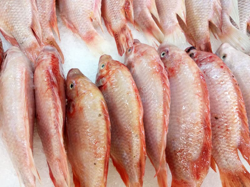 ikan merah in english