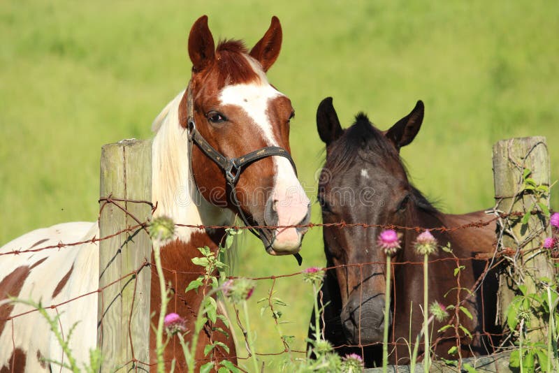 The Tale of Two Mares royalty free stock photo The Tale of Two Mares royalty free stock photo