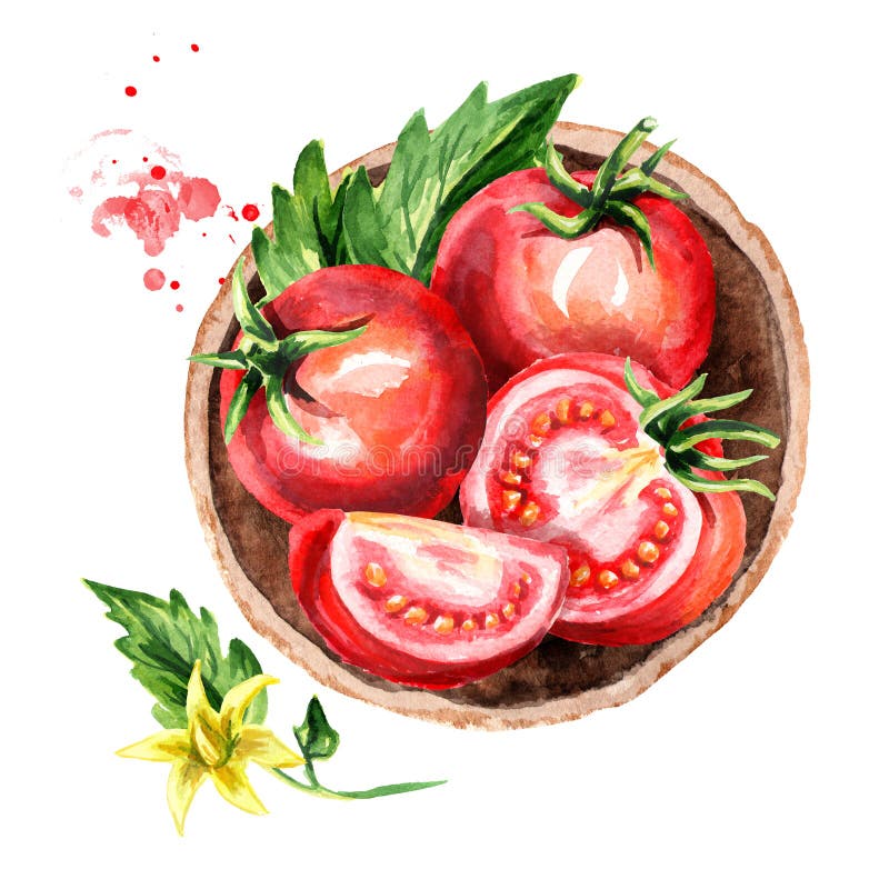 Talerz z dojrzałymi czerwonymi pomidorami, odgórny widok Akwareli ręka rysująca ilustracja, odizolowywająca na białym tle ilustracja wektor Talerz z dojrzałymi czerwonymi pomidorami, odgórny widok Akwareli ręka rysująca ilustracja, odizolowywająca na białym tle ilustracja wektor