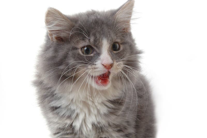 1 632 Talking Cat Stock Photos Free Royalty Free Stock Photos