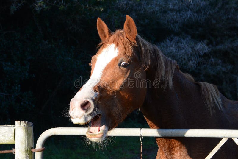 All'aperto testa ritratto di un castagno warmblood cavallo con fiamma bianca e una divertente espressione del viso, con la bocca aperta, in piedi dietro il cancello della fattoria e la gente accogliente.