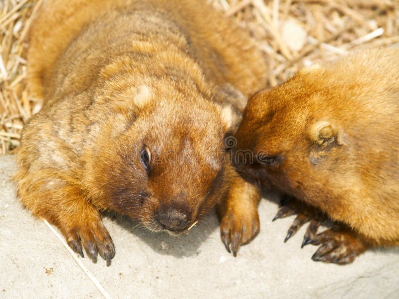 Two red gophers lying on a ground and talking about something. Two red gophers lying on a ground and talking about something.