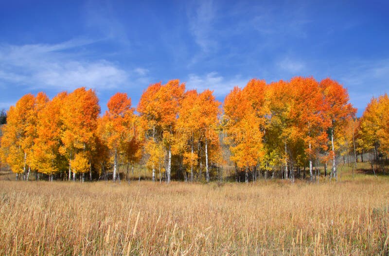 Tall autumn trees stock photo
