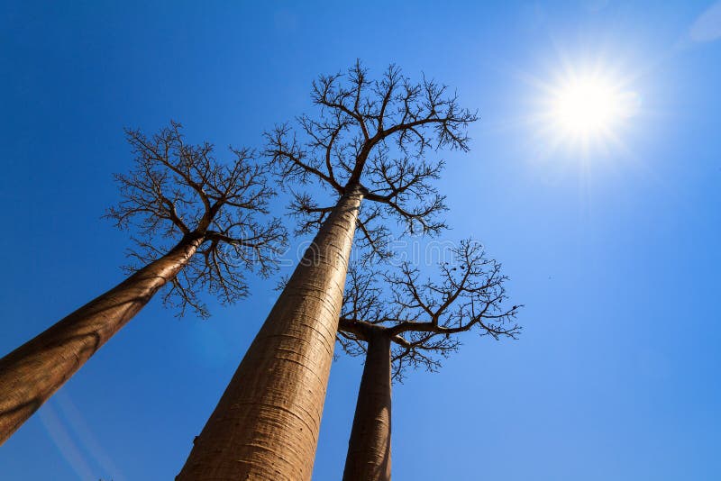 Beautiful backlit Baobab trees at the avenue of the baobabs in Madagascar. Beautiful backlit Baobab trees at the avenue of the baobabs in Madagascar