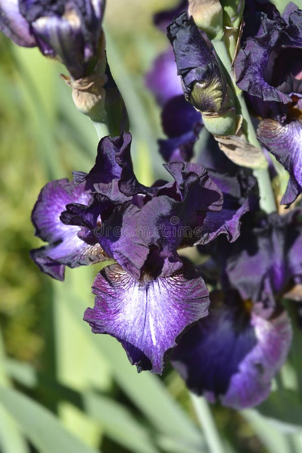 Tall Bearded Iris Baltic Star Stock Photo Image of baltic, violet