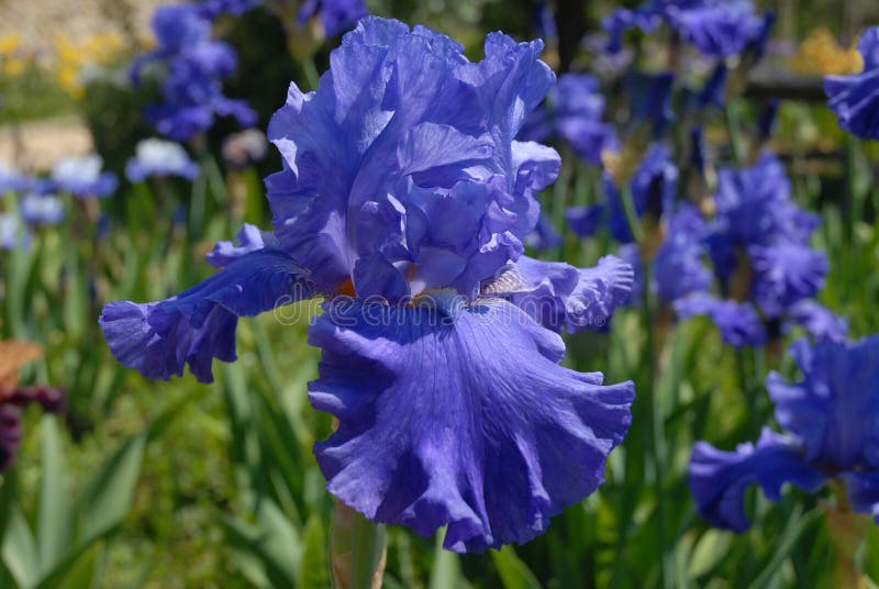 Tall Bearded Iris Blenheim Royal stock image