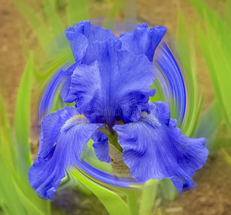 Tall bearded iris stock photos