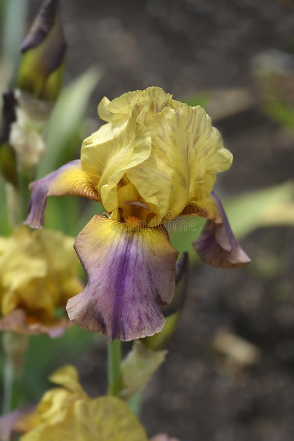 Tall bearded iris Brazilec royalty free stock photos