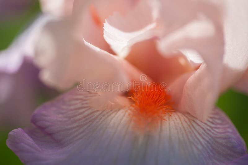 Tall Bearded  Iris Celebration Song macro photograph