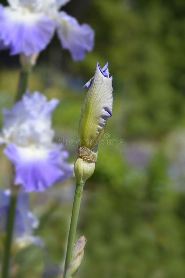 Tall Bearded Iris Clarence stock image. Image of spring - 276002801
