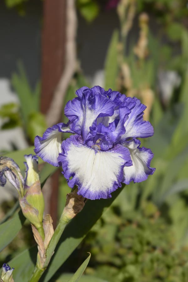 Tall bearded iris Classic Look stock image
