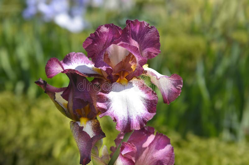 Tall bearded iris Crinoline royalty free stock images