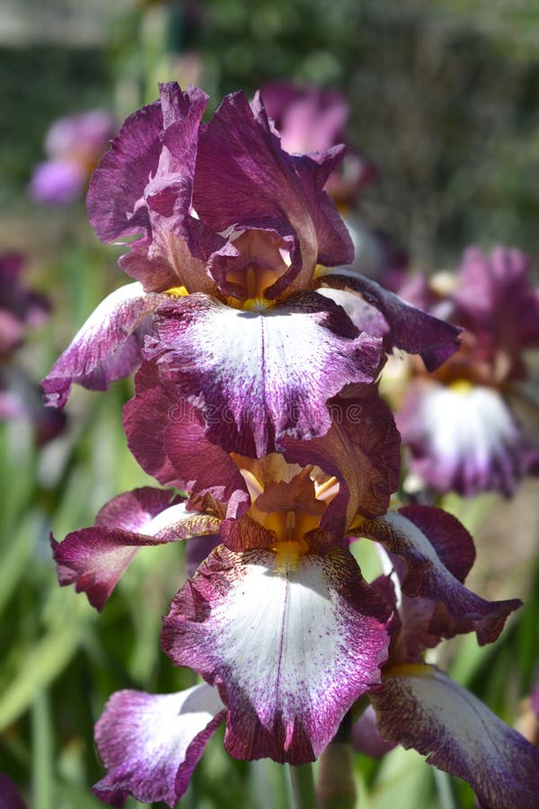 Tall bearded iris Crinoline royalty free stock photos