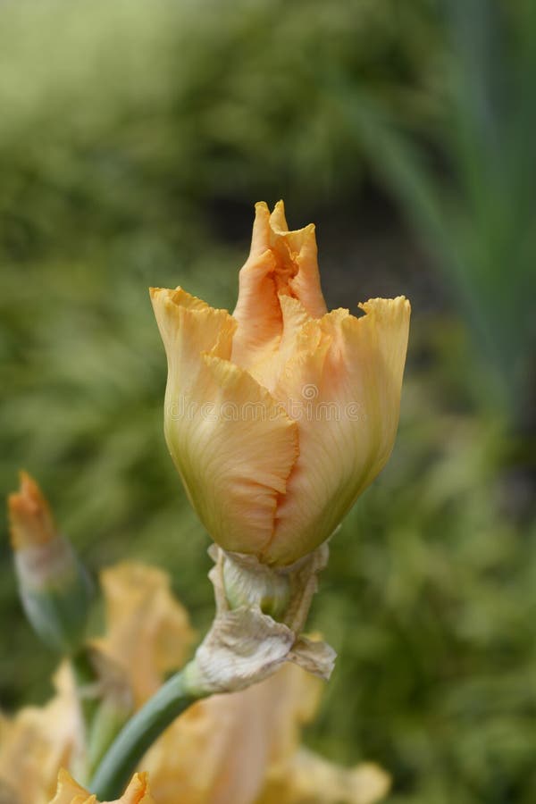 Tall bearded iris Deft Touch stock photos