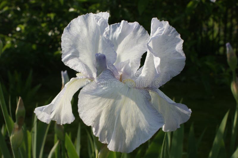 Tall Bearded Iris `Immortality` stock image