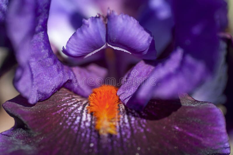 Tall Bearded Iris Local Color macro photograph