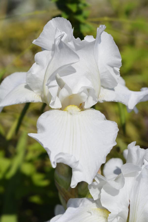 Tall Bearded Iris White Knight stock images