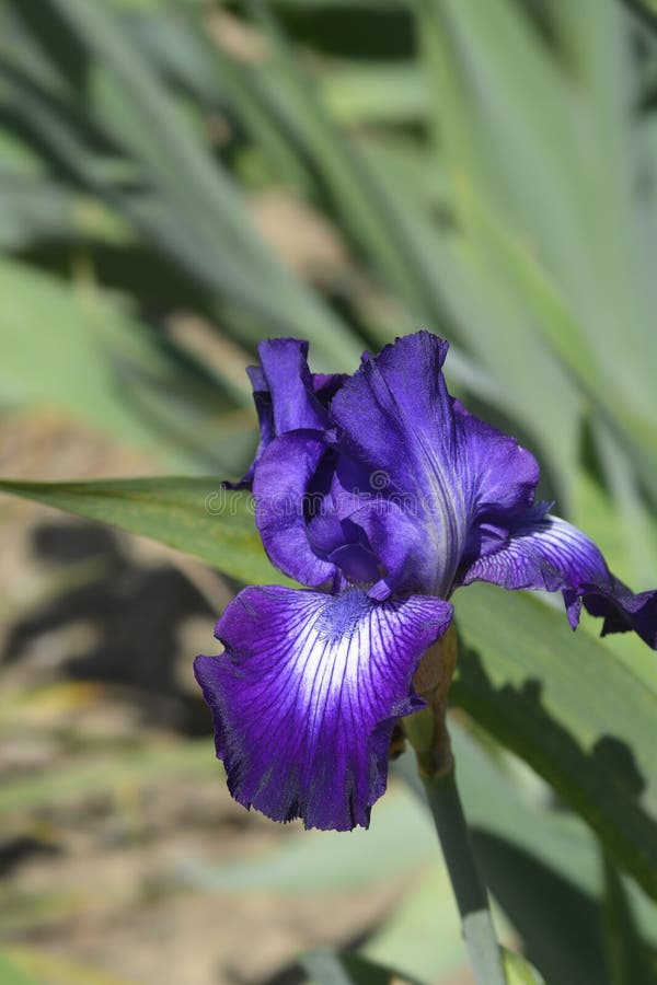 Tall bearded iris Winners Circle royalty free stock photography