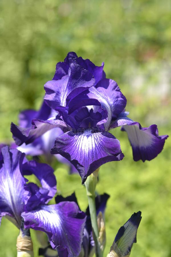 Tall bearded iris Winners Circle stock photo