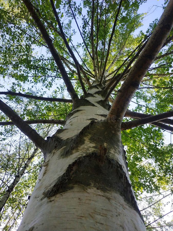 A Tall Birch Tree that Goes Up with Branches Stock Photo Image of