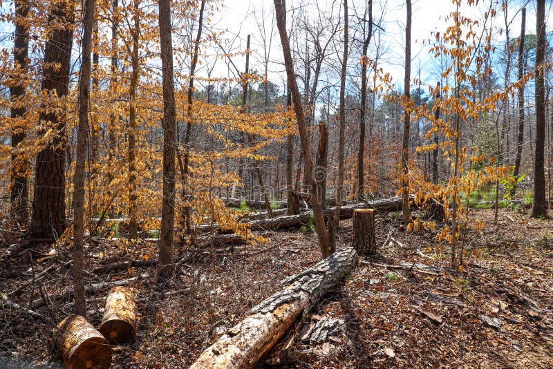A tall broken tree in the forest surrounded by tall thin pine trees with bare winter trees and lush green trees royalty free stock photo