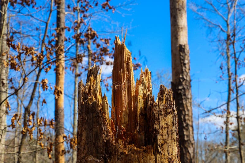 A tall broken tree in the forest surrounded by tall thin pine trees with bare winter trees and lush green trees stock photo