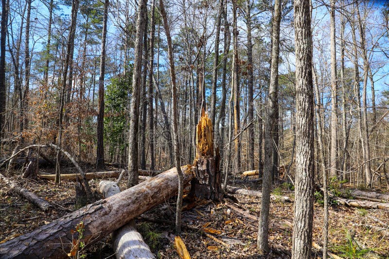 A tall broken tree in the forest surrounded by tall thin pine trees with bare winter trees and lush green trees stock image