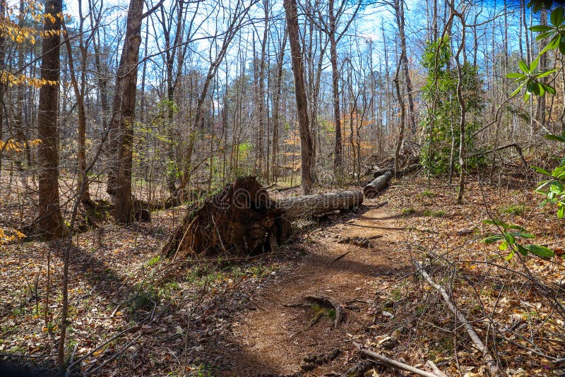 A tall broken tree in the forest surrounded by tall thin pine trees with bare winter trees and lush green trees stock photography