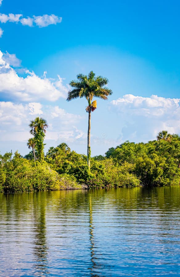 Tall cabbage palm grows on the edge of Peace River royalty free stock images