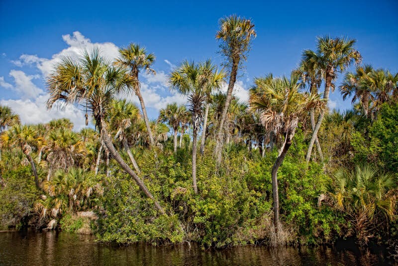 Tall cabbage palms frame edge of river in Everglades