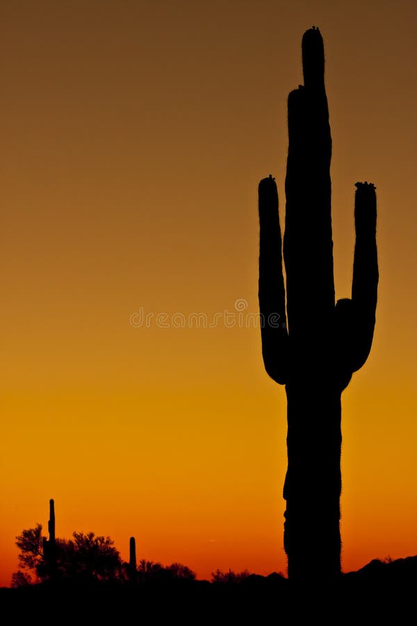 Tall Cactus at Sunset stock photo