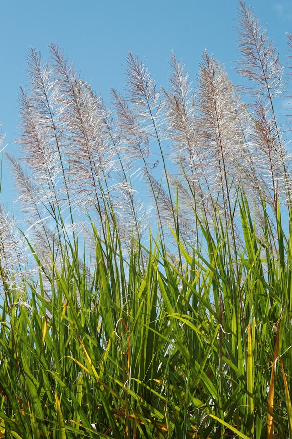 Sugar Cane Flower stock image. Image of duruka, genus 132711119