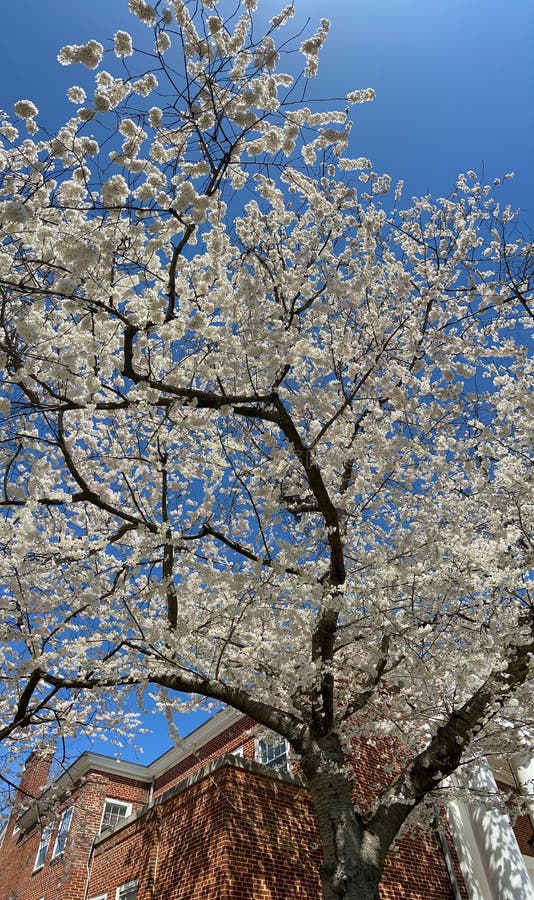 Tall Cherry Blossom Tree in Full Bloom in Spring Stock Image Image of