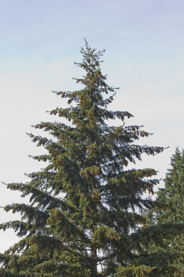 Tall Christmas Pine Tree