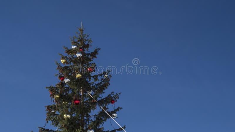 Tall Christmas Trees in a Snowy Winter Forest Stock Image - Image of ...