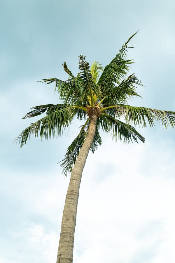 Coconut Green Young Palm Tree Group of Nuts Closeup Background Plant