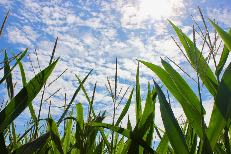 Tall Corn Growing Under a Blue Sky Stock Image Image of food, bright 102035243